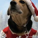 Entry image for Bailey 