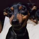 Entry image for Mischief