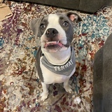 Entry image for Fenway