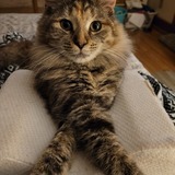 Entry image for Gidget