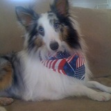 Entry image for Bluangel