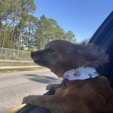 Entry image for Izzy