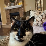 Entry image for Pyewacket