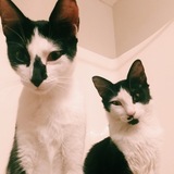 Entry image for Felix and Cookie