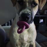 Entry image for Athena