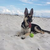 Entry image for Bella