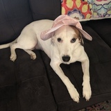 Entry image for Dolly