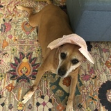 Entry image for Willow