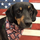 Entry image for Sammie