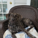 Entry image for SASHA