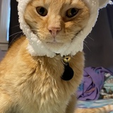 Entry image for Oliver 