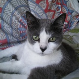 Entry image for Kitty Baby