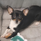 Entry image for Roscoe