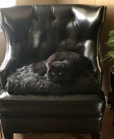 Entry image for Kota . Clicking this image will show a larger photo