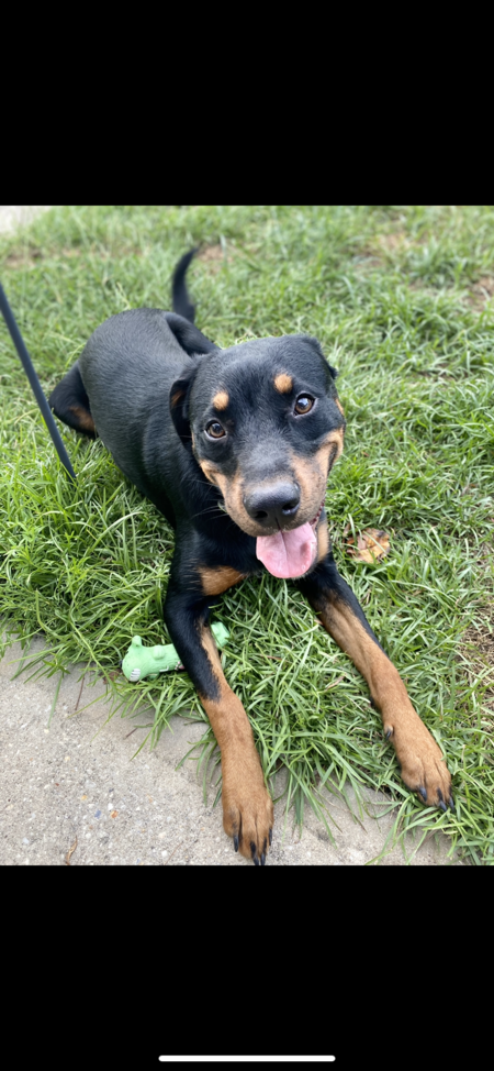 Entry image for Chevy . Clicking this image will show a larger photo