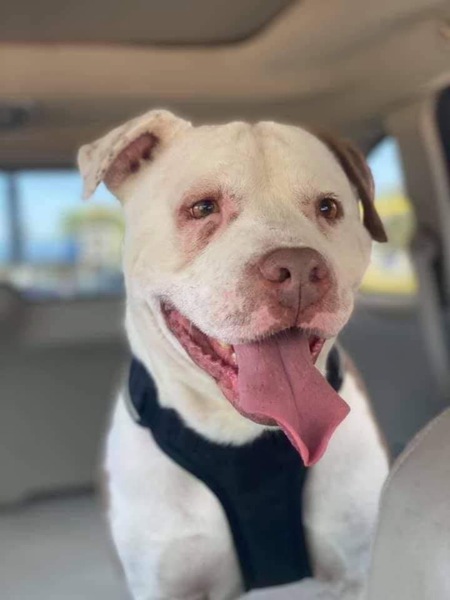 Entry image for Sim. Clicking this image will show a larger photo