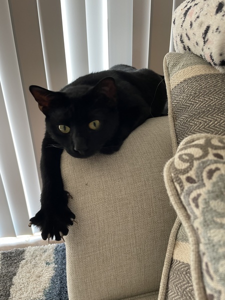 Entry image for Rocky. Clicking this image will show a larger photo