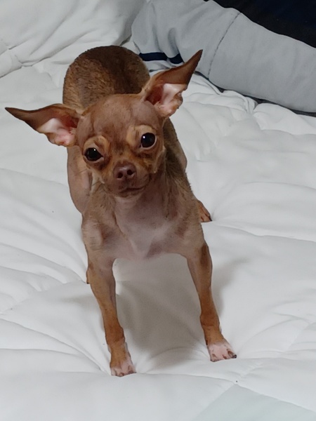 Entry image for Precious. Clicking this image will show a larger photo