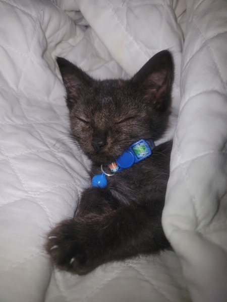 Entry image for Little Onyx. Clicking this image will show a larger photo