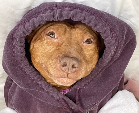 Entry image for Misha . Clicking this image will show a larger photo