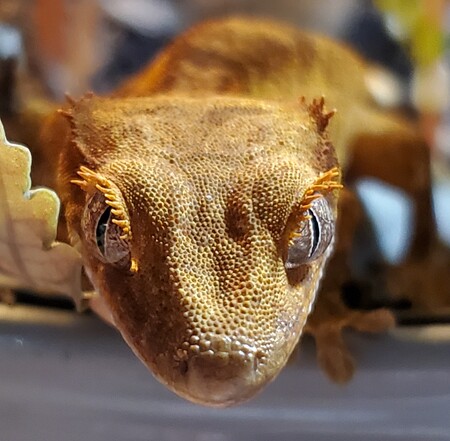 Entry image for Caramel. Clicking this image will show a larger photo