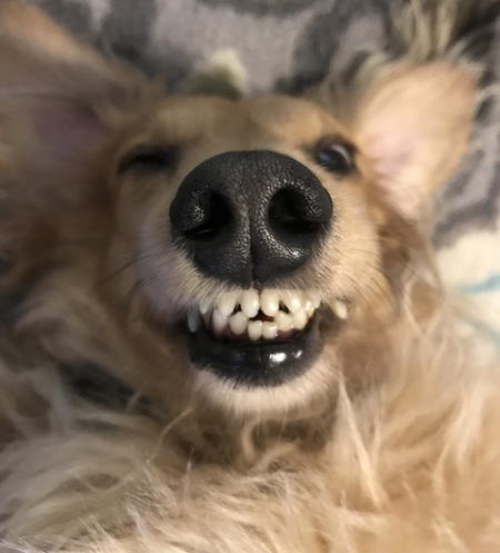 Entry image for Winston. Clicking this image will show a larger photo