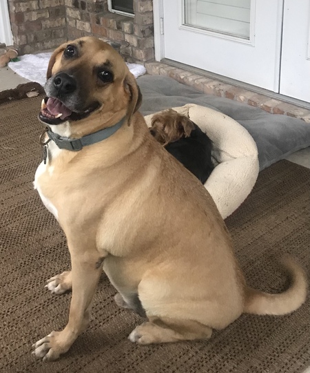 Entry image for Buddy . Clicking this image will show a larger photo