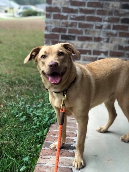 Entry image for Nala. Clicking this image will show a larger photo