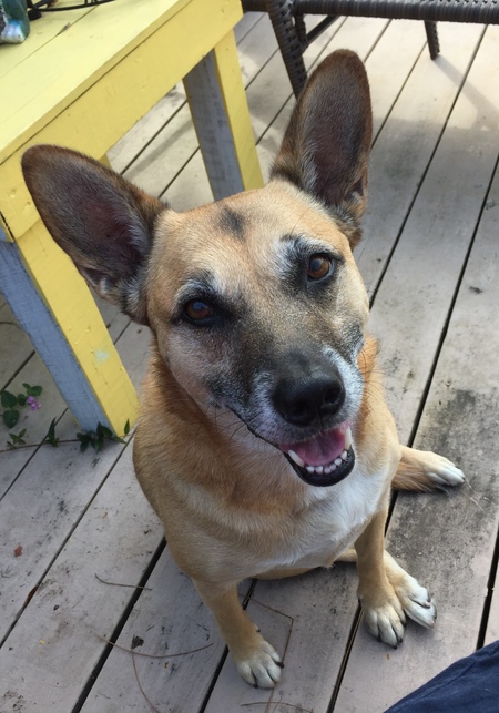 Entry image for Gypsy. Clicking this image will show a larger photo