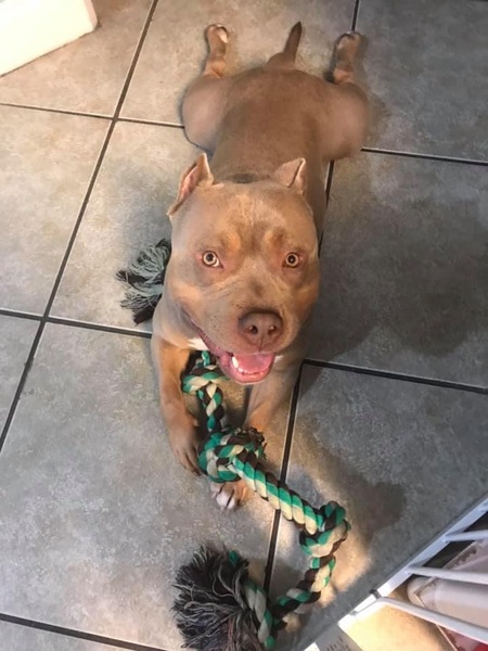 Entry image for Thor. Clicking this image will show a larger photo