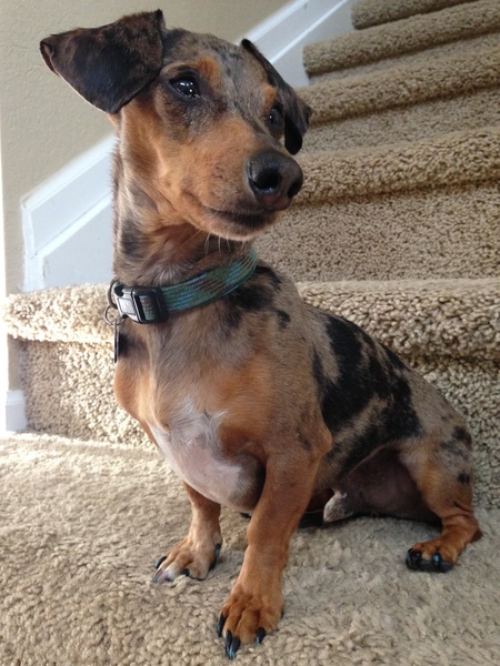 Entry image for Kona. Clicking this image will show a larger photo