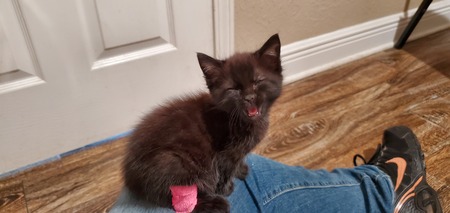 Entry image for Bear. Clicking this image will show a larger photo