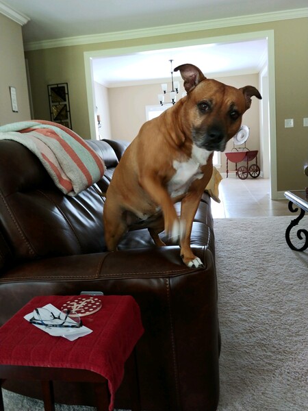 Entry image for NETTA. Clicking this image will show a larger photo