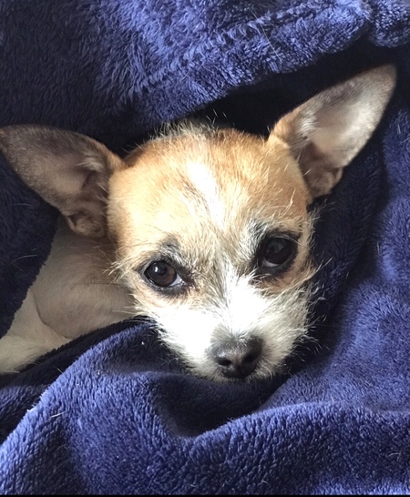 Entry image for Sweet Pea. Clicking this image will show a larger photo