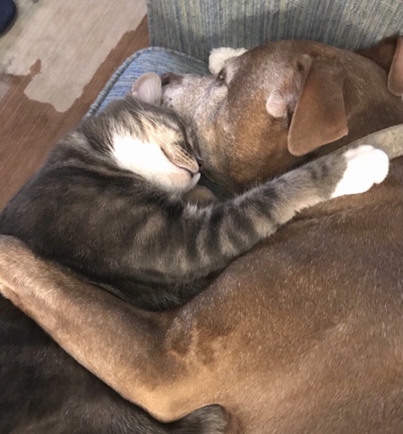 Entry image for Bella and Mia. Clicking this image will show a larger photo