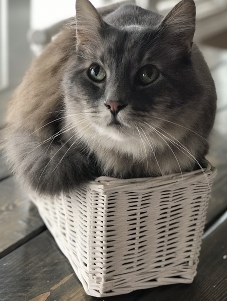 Entry image for Frashier . Clicking this image will show a larger photo