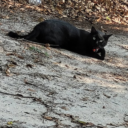 Entry image for Merlin. Clicking this image will show a larger photo