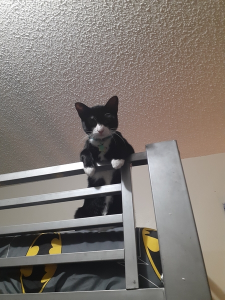 Entry image for Sabrina. Clicking this image will show a larger photo