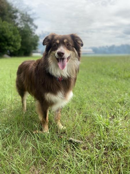 Entry image for Bruin. Clicking this image will show a larger photo