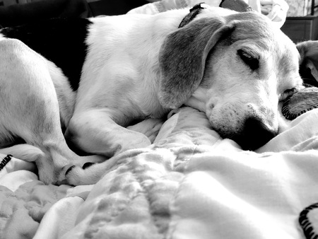 Entry image for Mindy Lou. Clicking this image will show a larger photo