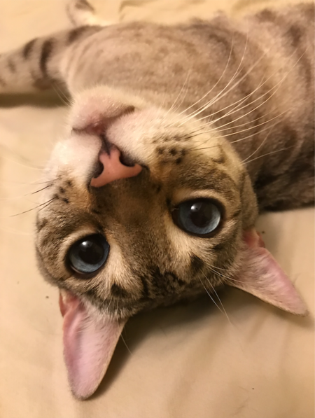 Entry image for Paul Newman. Clicking this image will show a larger photo