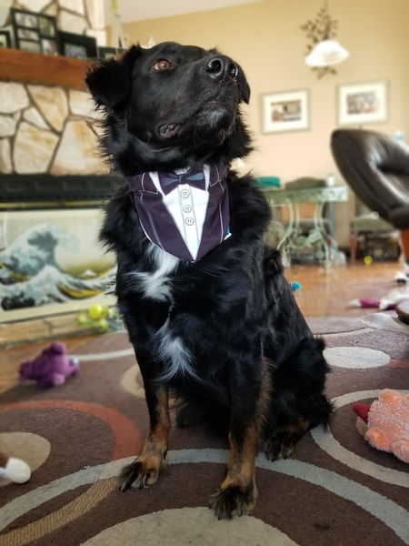 Entry image for Vegeta (formerly Shadow). Clicking this image will show a larger photo