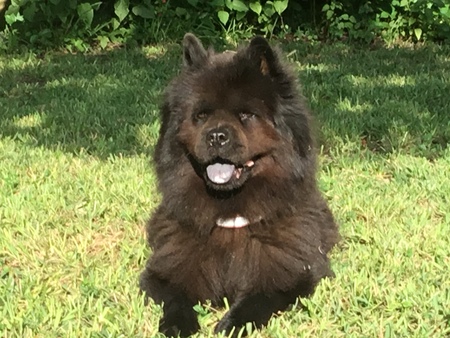 Entry image for Bella. Clicking this image will show a larger photo