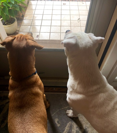 Entry image for Max (from PAWS, on left) and Craig. Clicking this image will show a larger photo