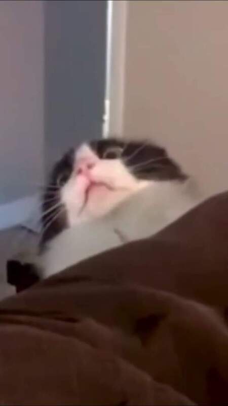 Entry image for Mr. Gravy :p. Clicking this image will show a larger photo