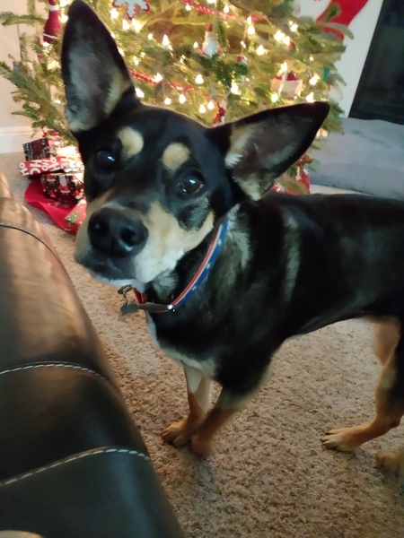 Entry image for Roxy. Clicking this image will show a larger photo