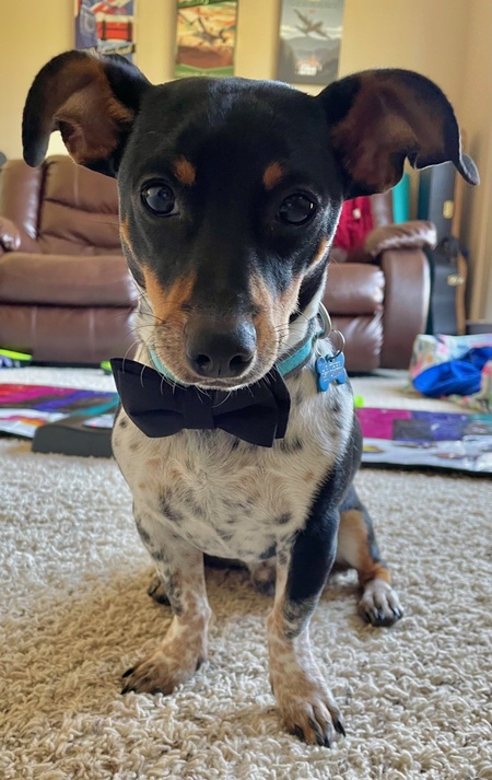 Entry image for Sir Archer. Clicking this image will show a larger photo