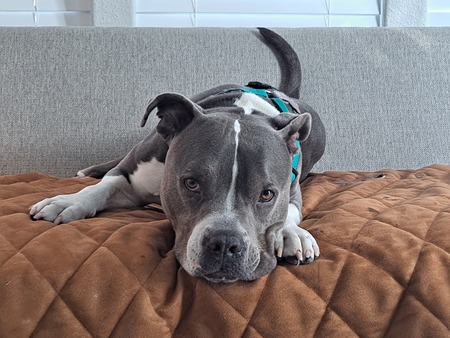 Entry image for Striker. Clicking this image will show a larger photo