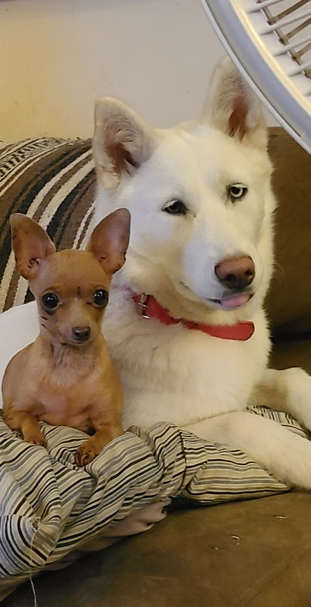 Entry image for Shiloh and Dolly. Clicking this image will show a larger photo