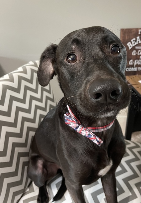 Entry image for Lincoln . Clicking this image will show a larger photo